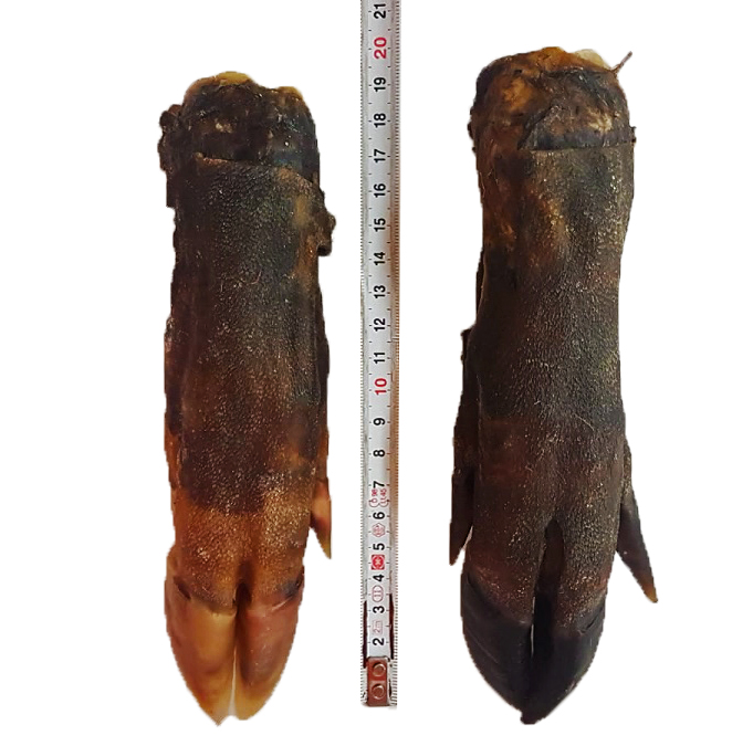 Wildschweinpfoten getrocknet